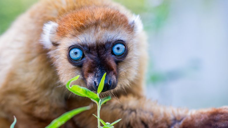 Apenheul speelt hoofdrol in Europees programma voor behoud blauwoogmaki’s