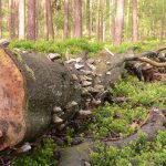Ontdek het verborgen bosleven onder de grond in het Orderbos