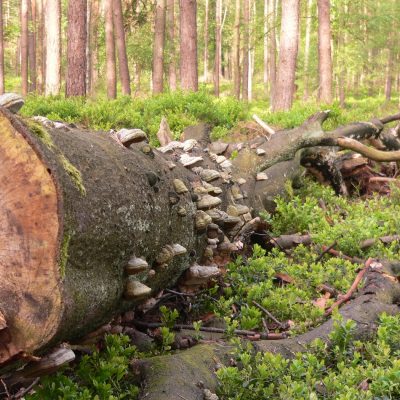 Ontdek het verborgen bosleven onder de grond in het Orderbos