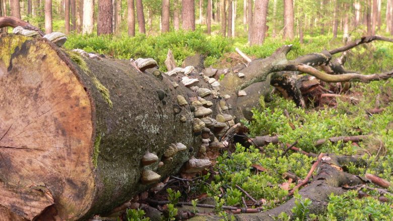Ontdek het verborgen bosleven onder de grond in het Orderbos