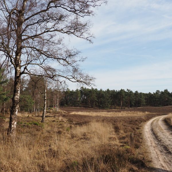 Herfstwandeling op de Loenermark met boswachter van Geldersch Landschap & Kasteelen