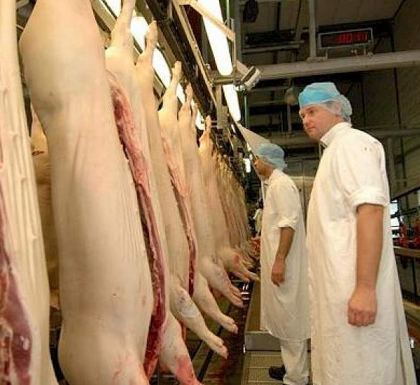 Grote Apeldoornse slachterijen blijven: Vion en VanDrie Group presenteren toekomstplannen