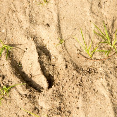 Speurtocht naar diersporen op de Loenermark op 20 december