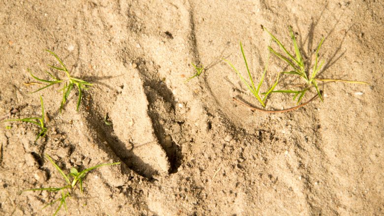 Speurtocht naar diersporen op de Loenermark op 20 december