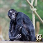 Apenheul neemt afscheid van icoon: oudste bewoner Pepi (57) op oudejaarsdag overleden