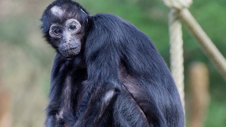 Apenheul neemt afscheid van icoon: oudste bewoner Pepi (57) op oudejaarsdag overleden